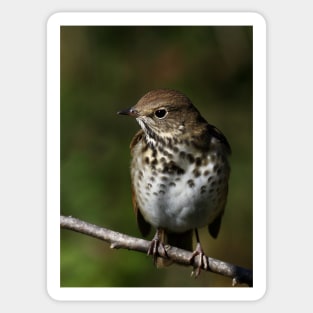 Hermit Thrush Sticker